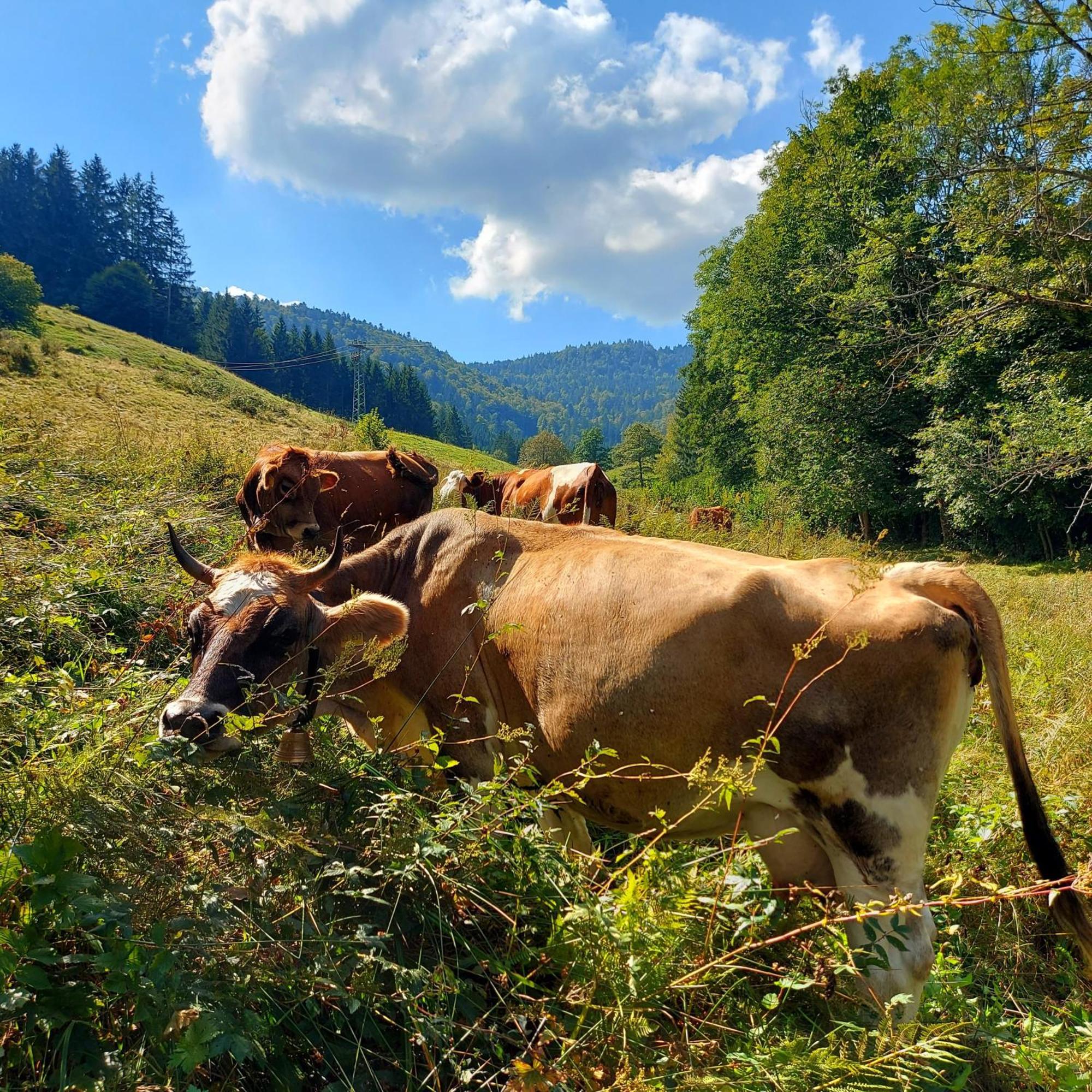 Ferienwohnungen Haus Hees Todtnau Esterno foto